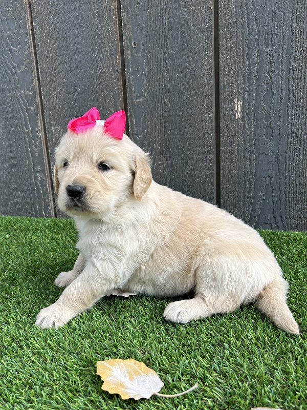 Ulissa - Golden Retriever Puppy