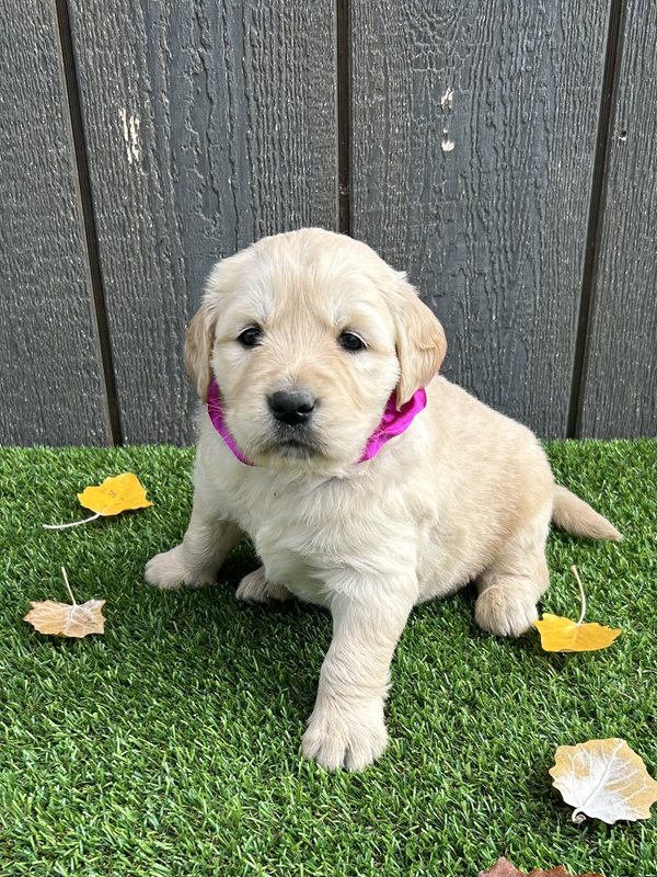 Uni - Golden Retriever Puppy