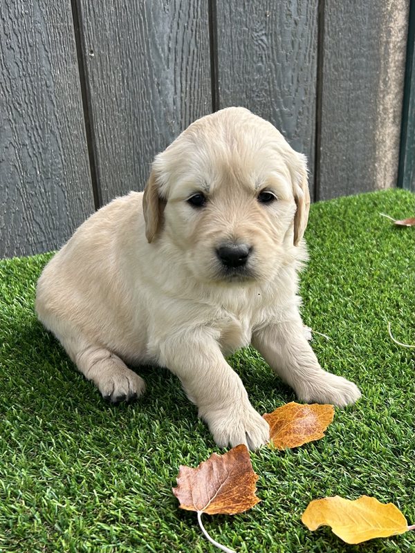 Uni - Golden Retriever Puppy