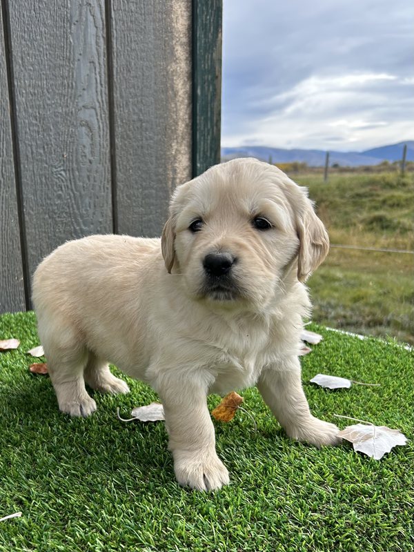 Uni - Golden Retriever Puppy