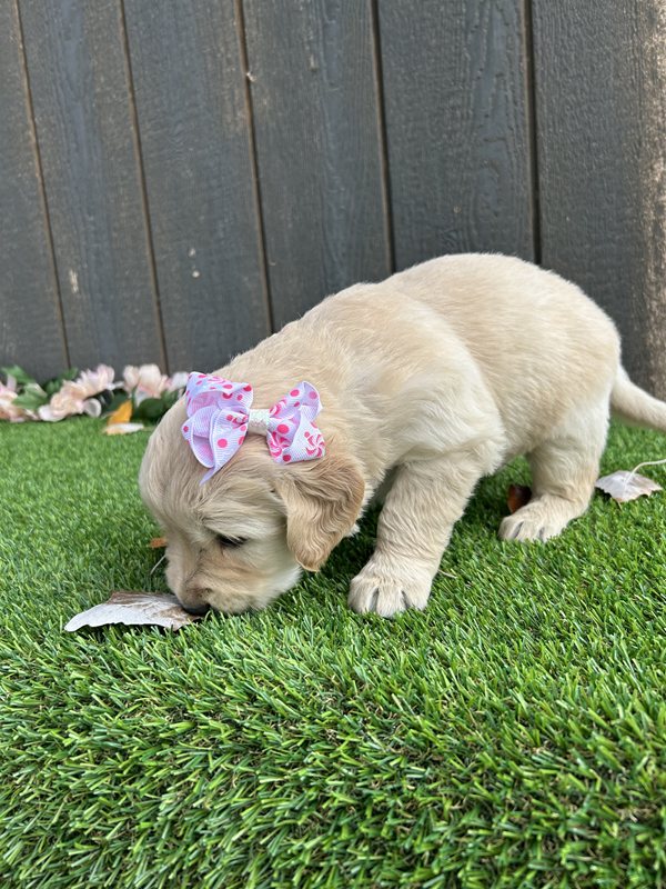 Unita - Golden Retriever Puppy