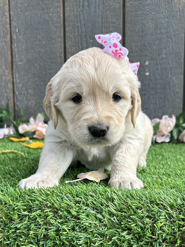 Unita - Golden Retriever Puppy