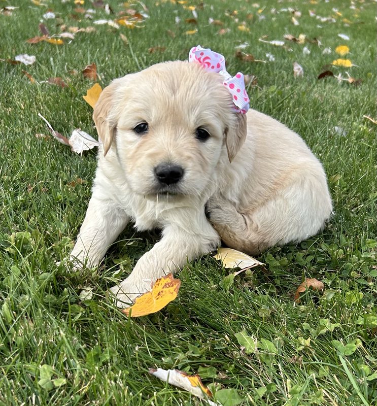 Unita - Golden Retriever Puppy