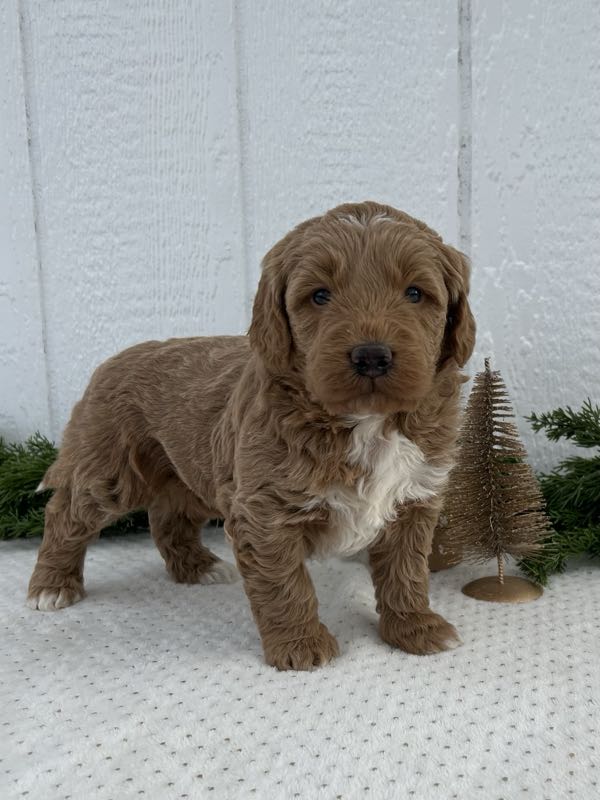 Vander - Mini Goldendoodle Puppy
