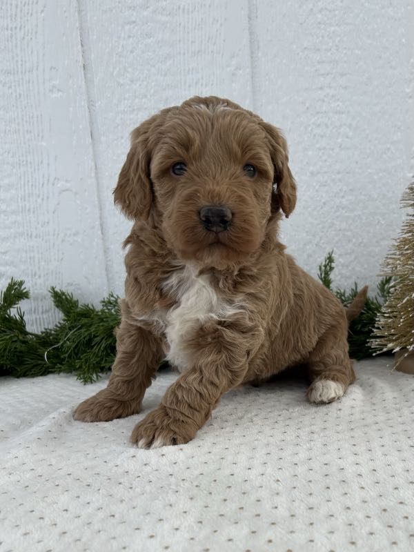 Vander - Mini Goldendoodle Puppy
