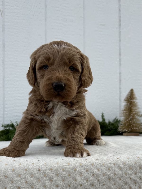 Vander - Mini Goldendoodle Puppy