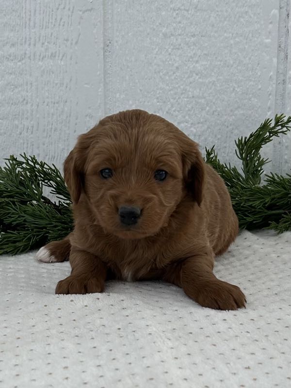Vaughn - Mini Goldendoodle Puppy