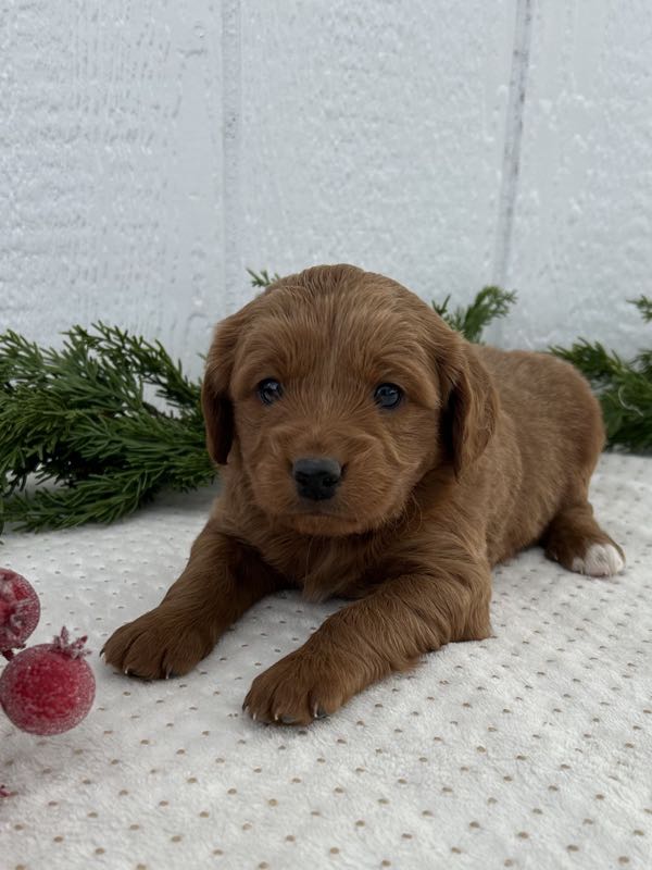 Vaughn - Mini Goldendoodle Puppy