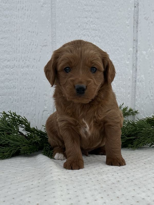 Vaughn - Mini Goldendoodle Puppy