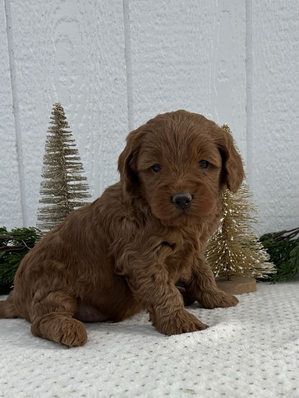 Vegas - Mini Goldendoodle Puppy