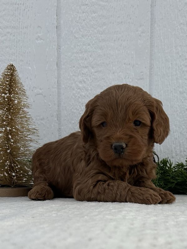 Vegas - Mini Goldendoodle Puppy