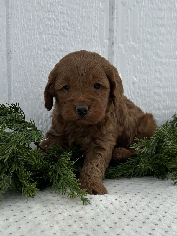 Vegas - Mini Goldendoodle Puppy