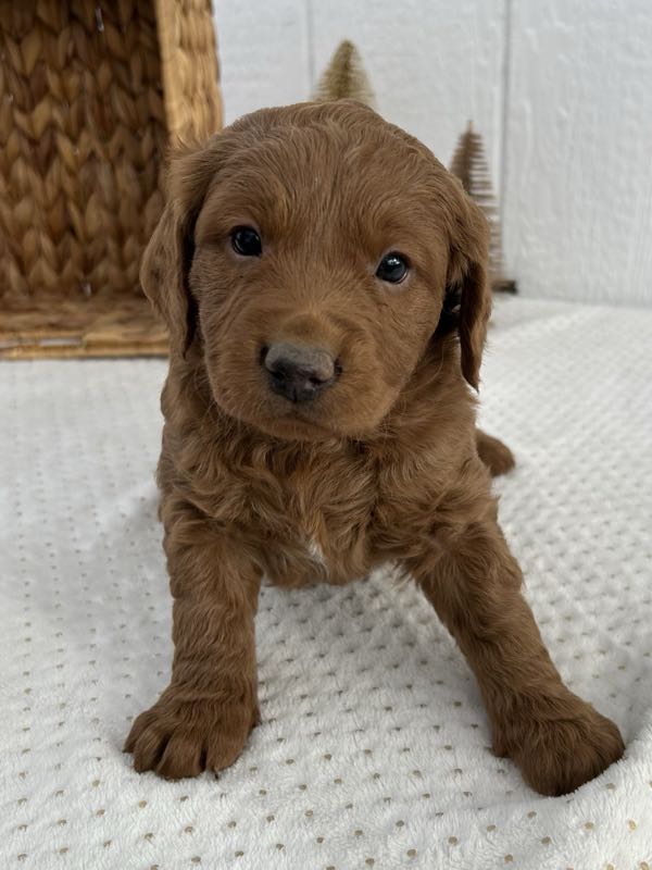 Victor - Mini Goldendoodle Puppy
