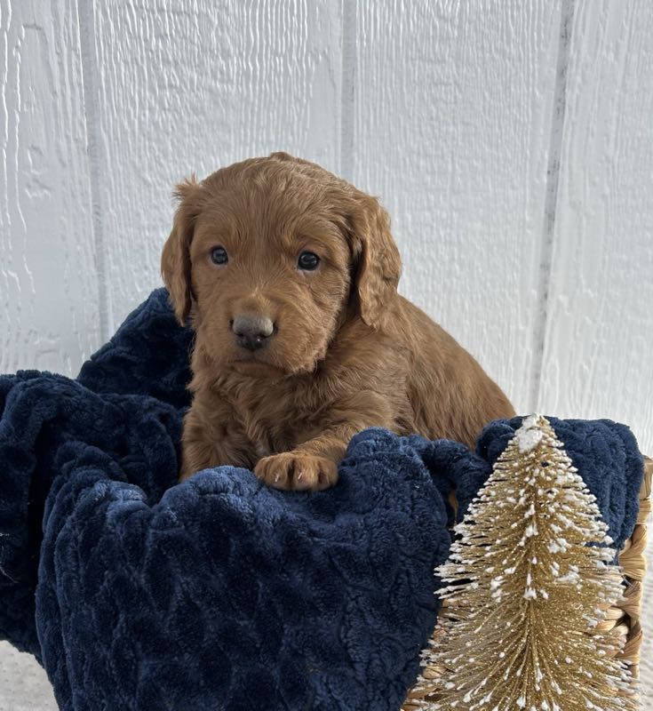 Victor - Mini Goldendoodle Puppy