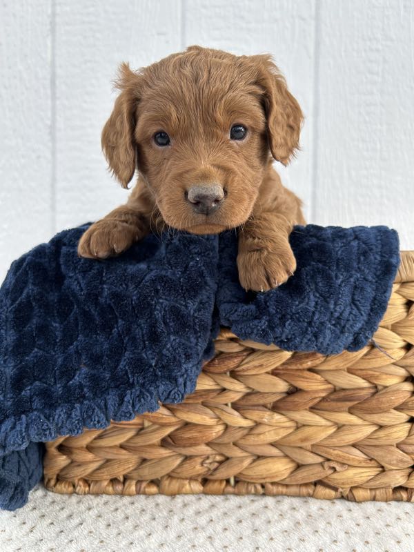 Victor - Mini Goldendoodle Puppy