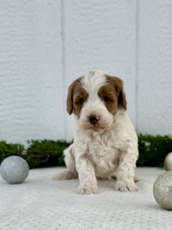 Vido - Mini Goldendoodle Puppy