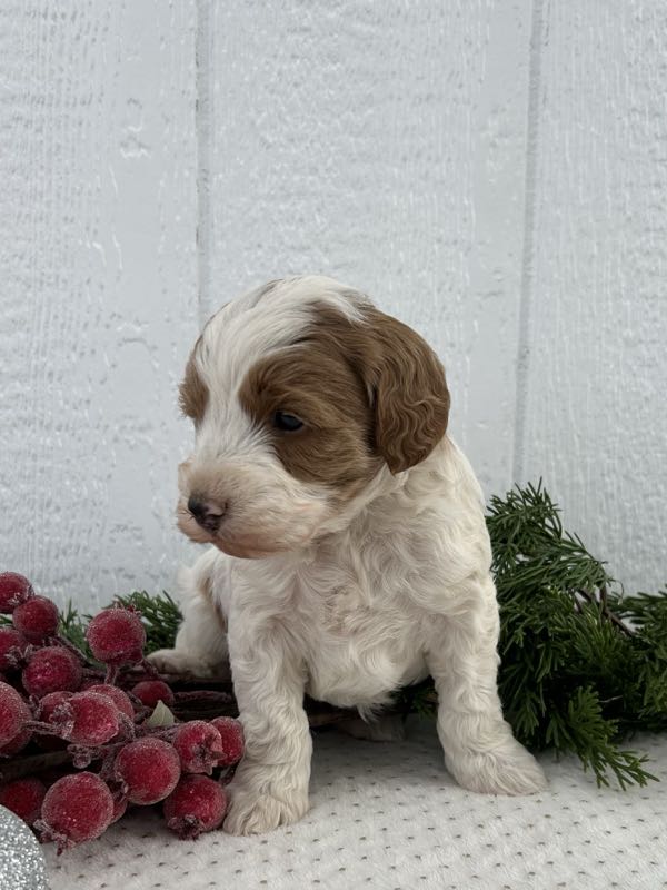 Vido - Mini Goldendoodle Puppy