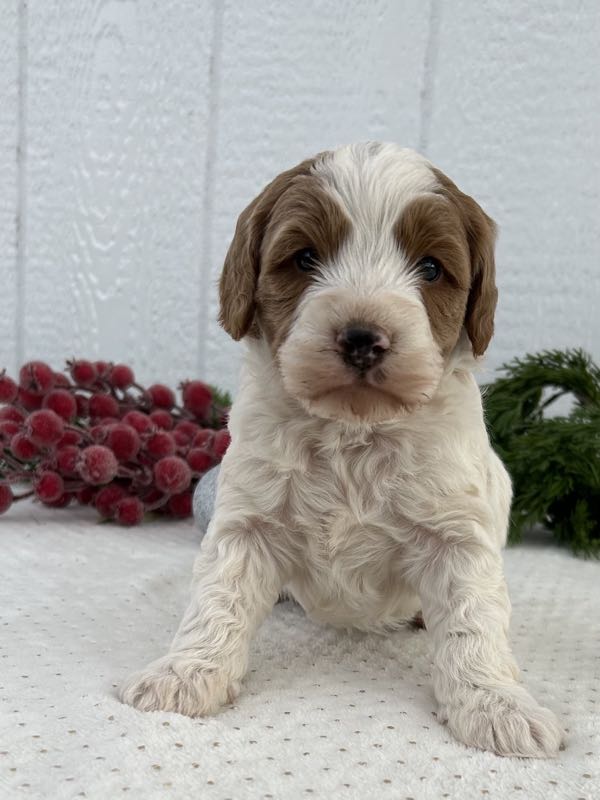 Vido - Mini Goldendoodle Puppy