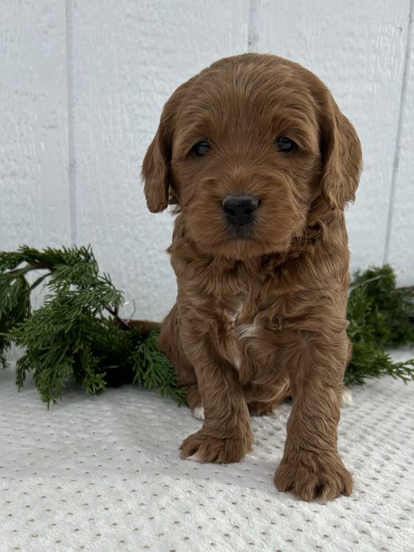 Vienna - Mini Goldendoodle Puppy