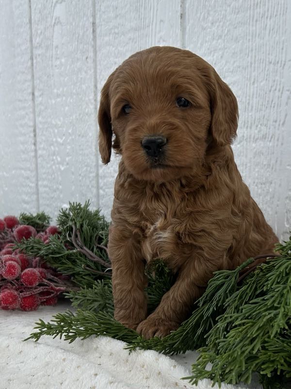 Vienna - Mini Goldendoodle Puppy