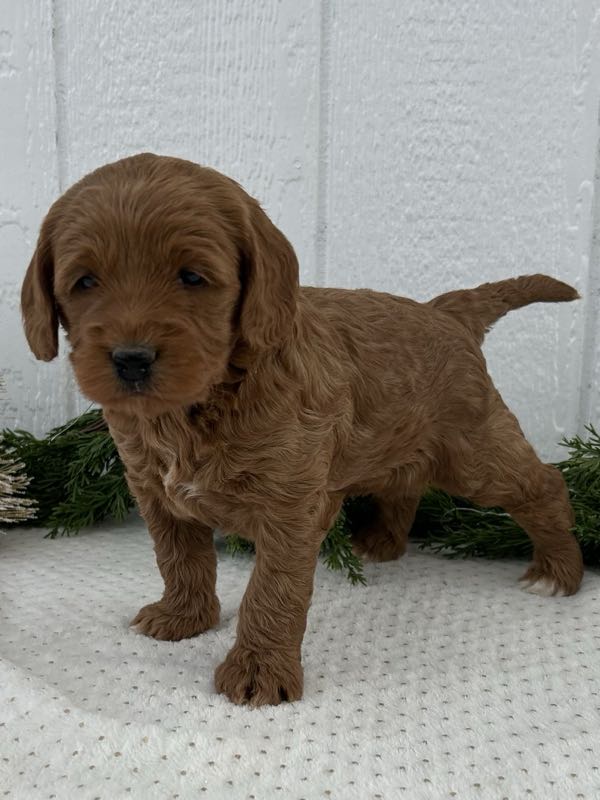 Vienna - Mini Goldendoodle Puppy