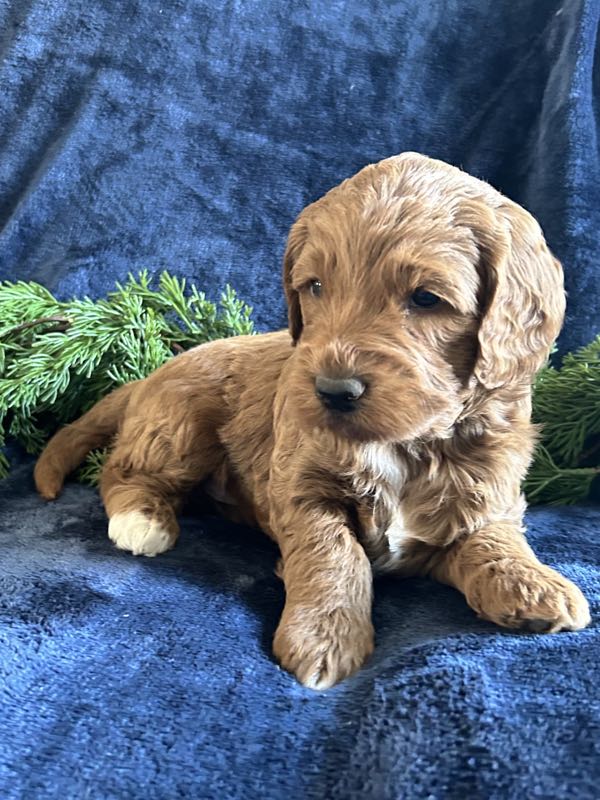 Vince - Mini Goldendoodle Puppy
